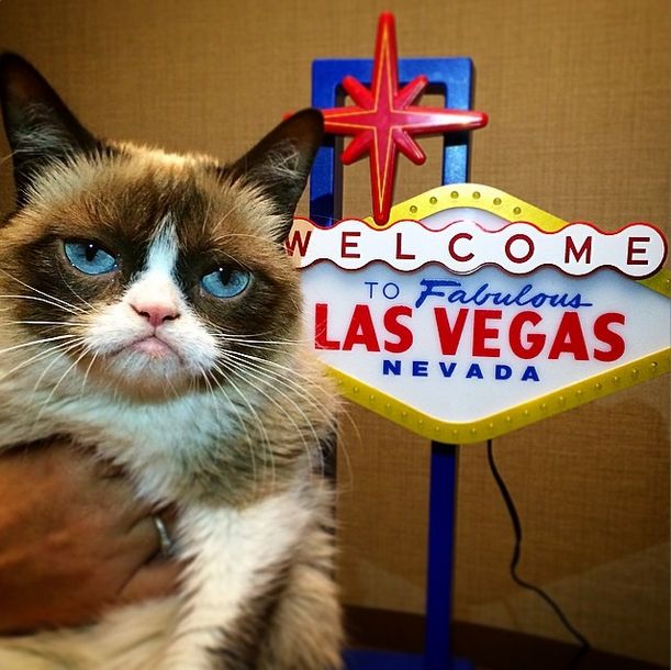 Grumpy Cat -   100 