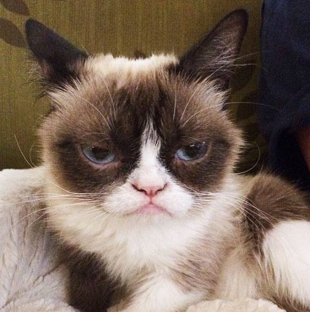 Grumpy Cat -   100 