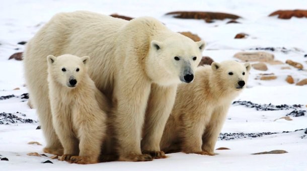 факты о полярных медведях