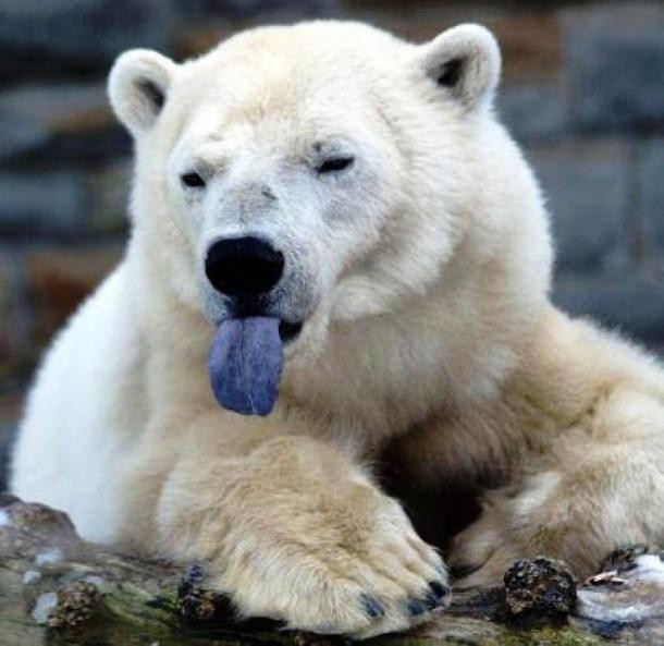 факты о полярных медведях