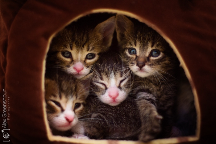 Лучшие фото кошек за 2014