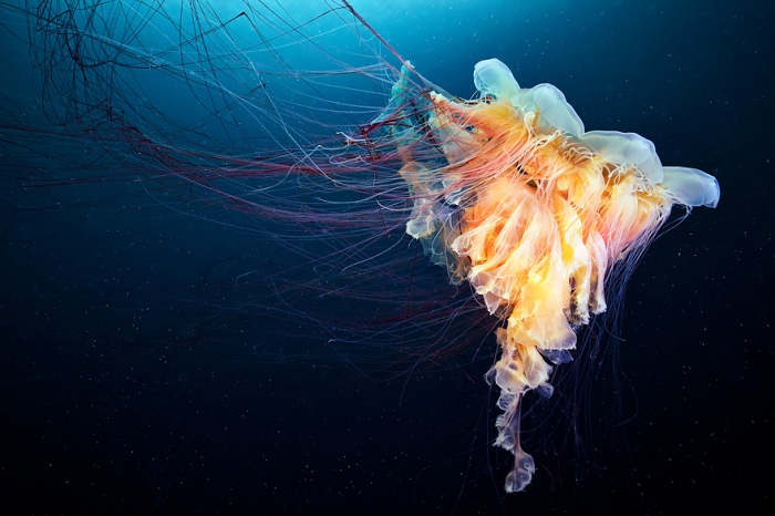 Фото медуз