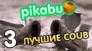  coub   PIKABU.  3