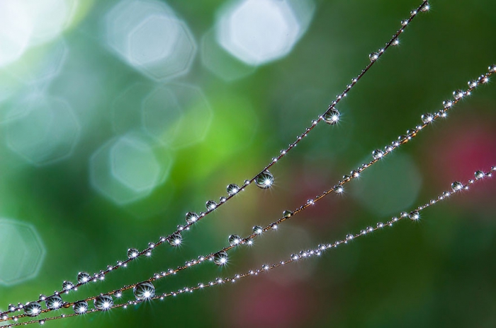    Miki Asai