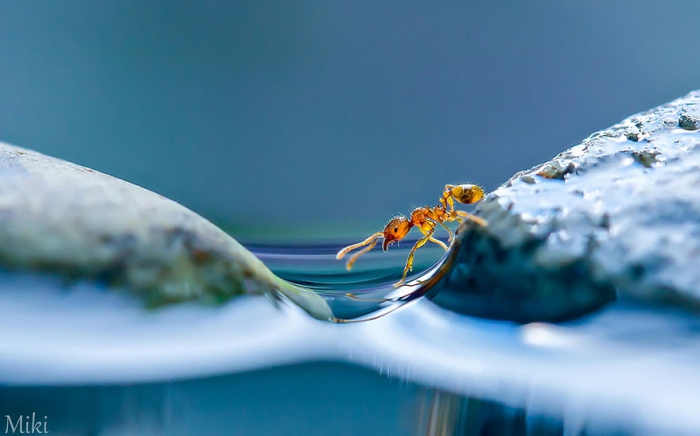    Miki Asai