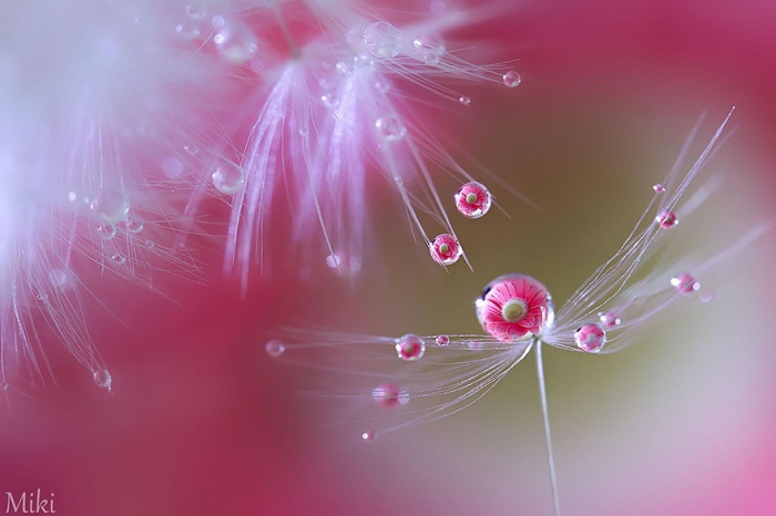    Miki Asai