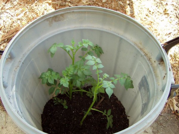 Как вырастить картофель дома