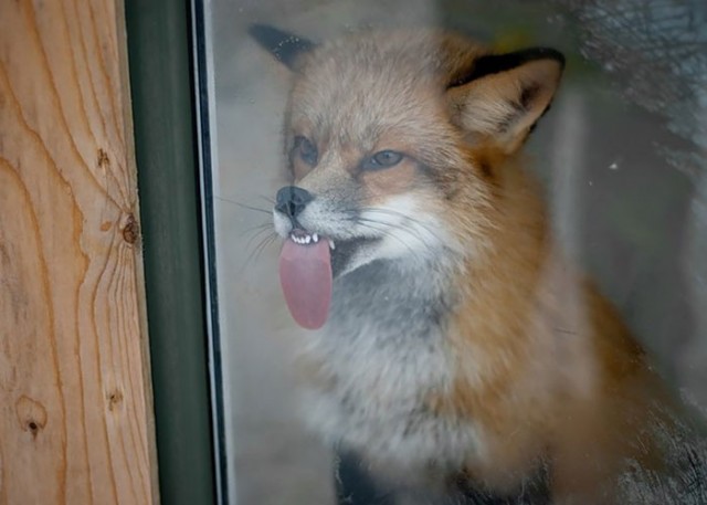 животные которые обожают лизать окна 