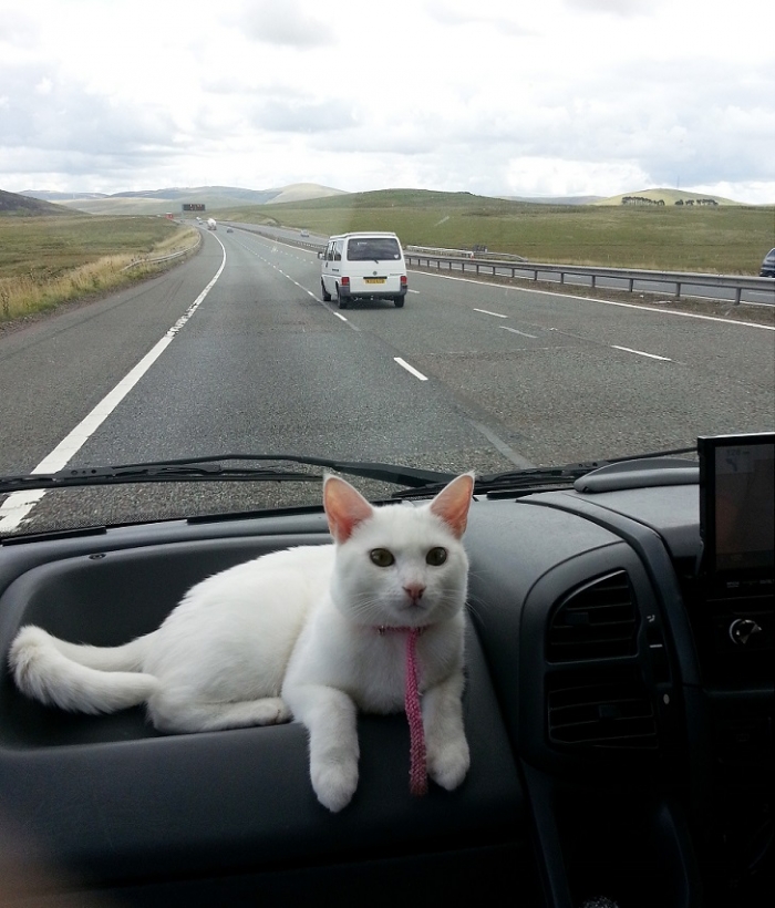 Кошка путешественница