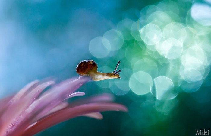   Miki Asai