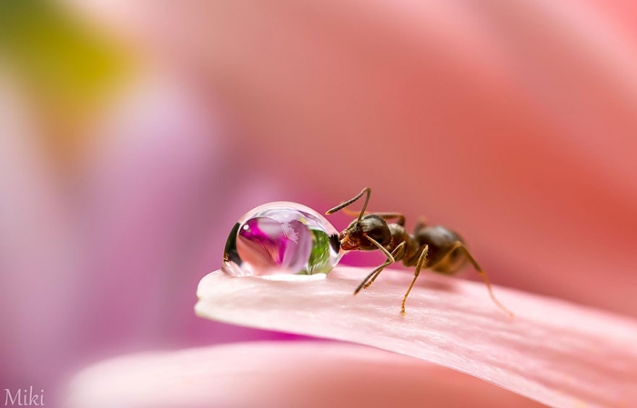   Miki Asai