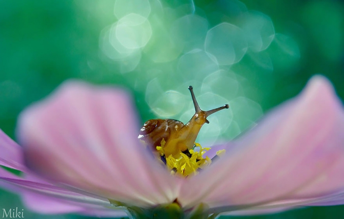   Miki Asai