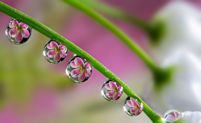   Miki Asai