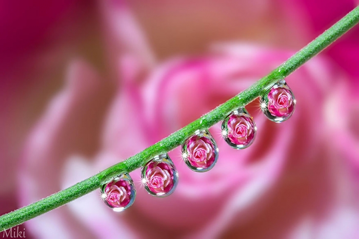   Miki Asai