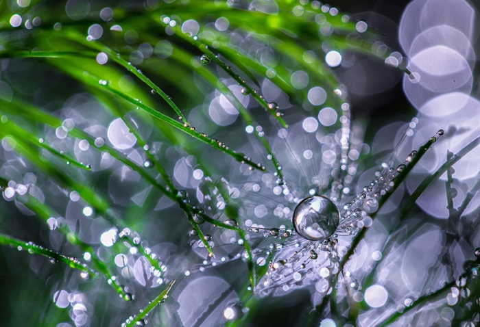   Miki Asai