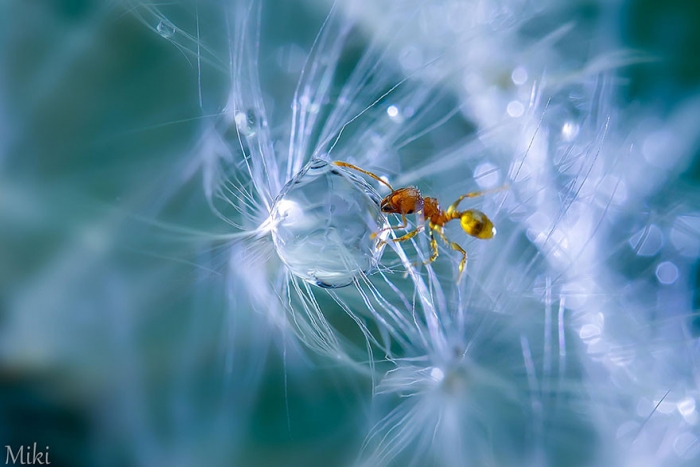   Miki Asai