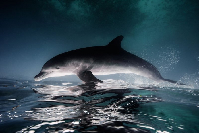 Подводные животные в фотографиях Хорхе Сервера Хаузера