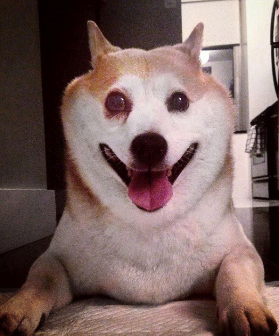 Самая улыбчивая собака в мине