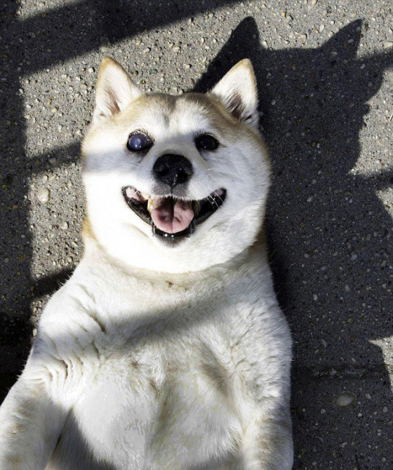 Самая улыбчивая собака в мине