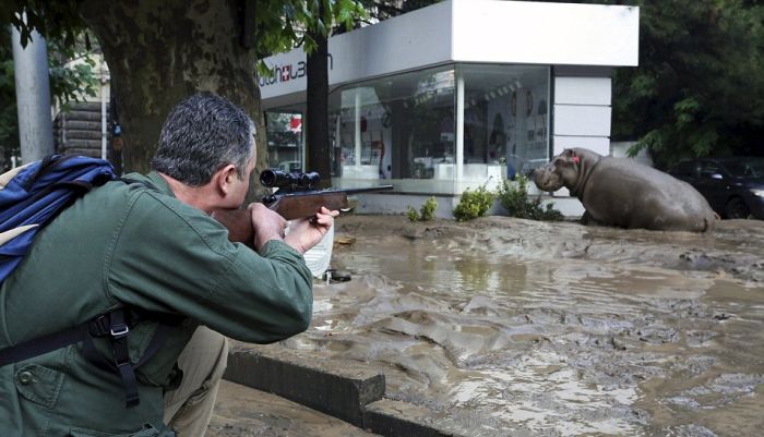 На улицах Тбилиси ловят животных, сбежавших из зоопарка в результате наводнения