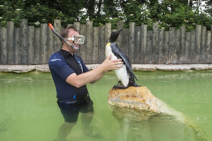 Урок плавания для пингвина