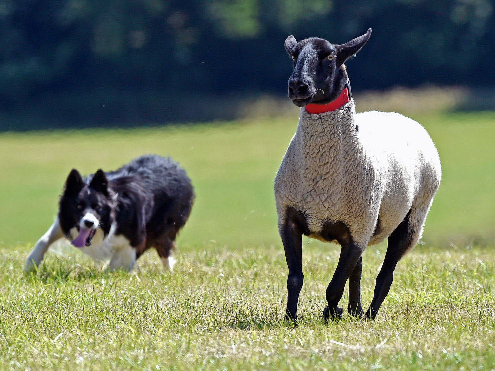 Собаки пастухи породы фото и названия