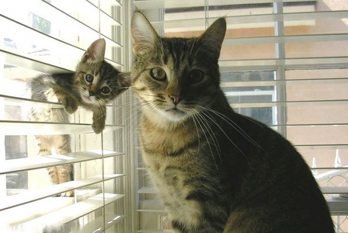 Коты со своими мини-копиями