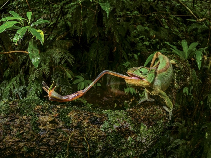 Лучшие фотографии от National Geographic за август 