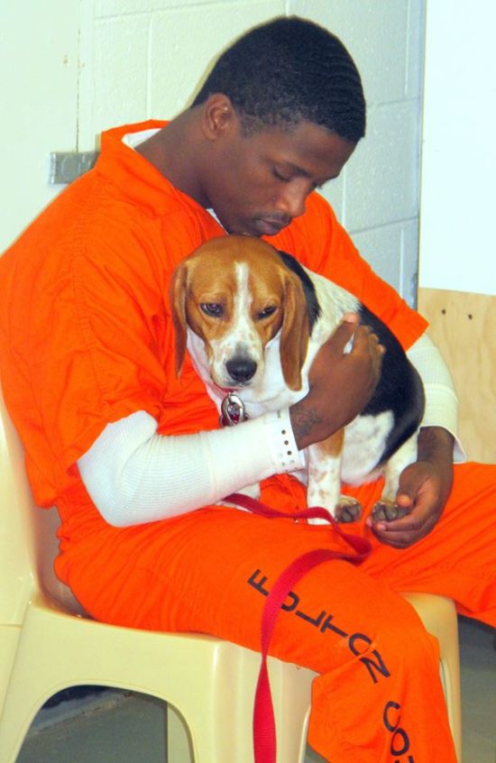 В тюрьме США заключенным разрешили брать на воспитание бездомных собак