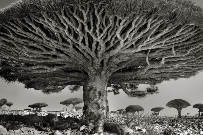 10 старейших деревьев мира