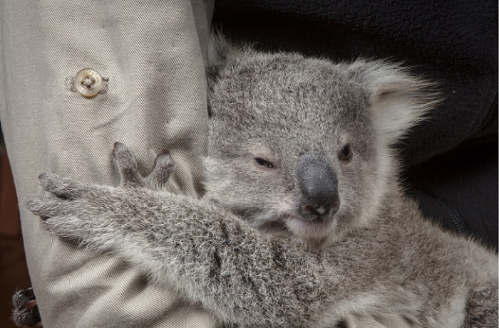 Милые фотографии крошки коалы