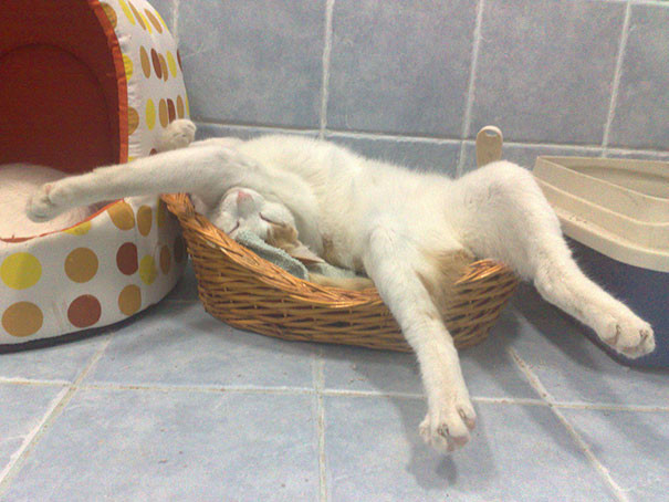 Коты могут спать где угодно!