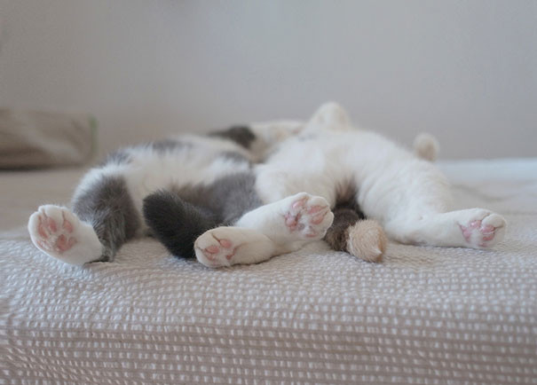 Коты могут спать где угодно!
