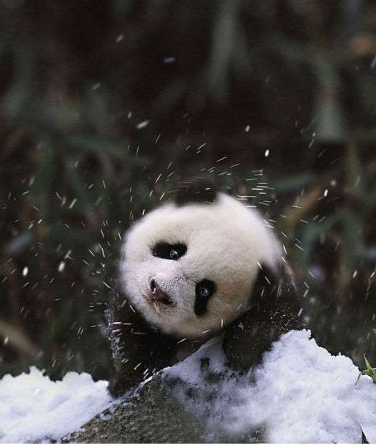 Позитивные фотографии животных, впервые увидевших снег