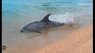 Дельфин охотится на берегу