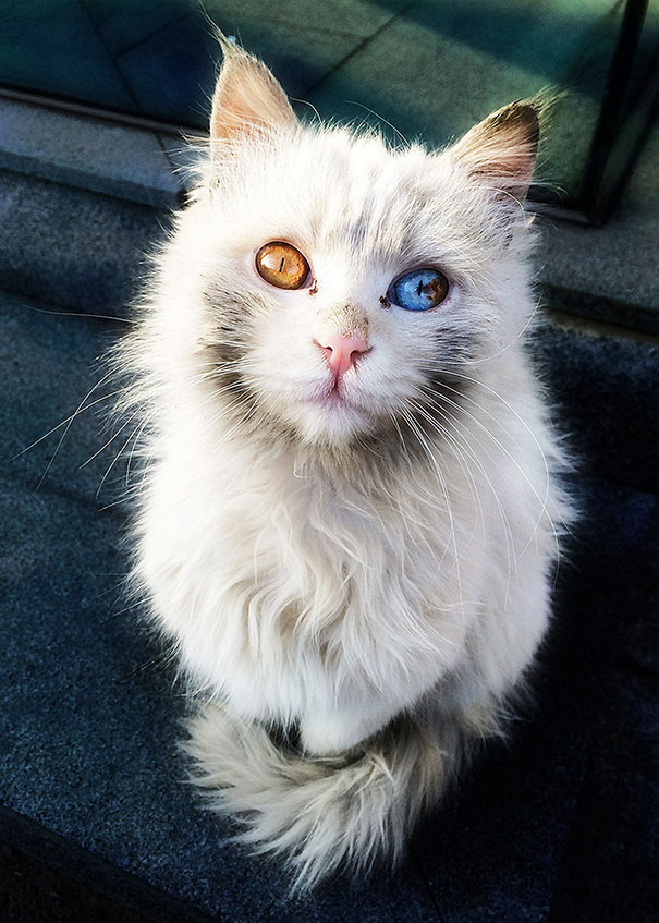 Кошки с разноцветными глазами