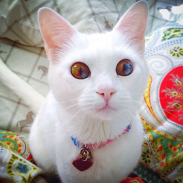 Кошки с разноцветными глазами