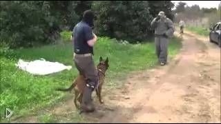 Бельгийская овчарка как телохранитель