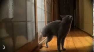 Сообразительный котик стучится в дверь ногой