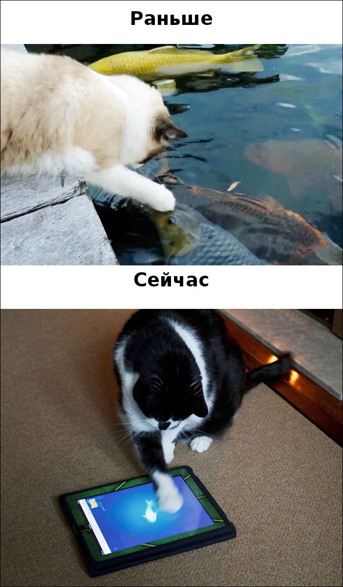 Коты раньше коты сейчас. Коты и технологии. Кот на телевизоре раньше и сейчас. Коты на телевизорах раньше и сейчас. Кошки тогда и сейчас.