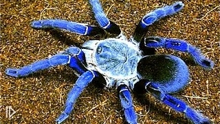 Самые убийственные пауки мира
