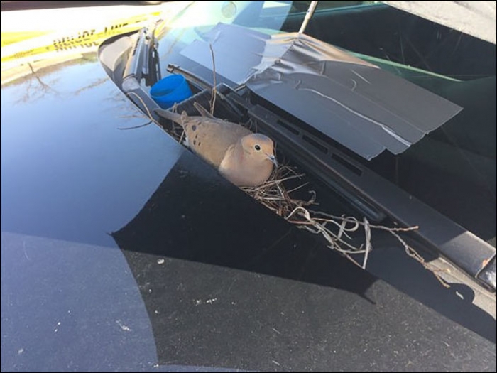 Голубь устроил гнездо на полицейском автомобиле