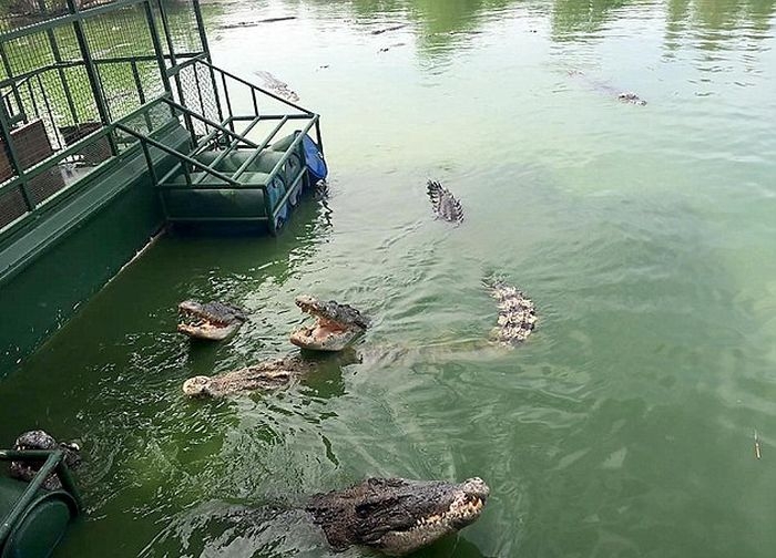 Аттракцион для любителей крокодилов в Таиланде