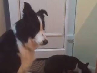 Пес поторапливает кота