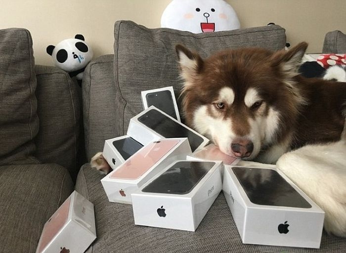 Сын китайского миллиардера подарил своей собаке 8 смартфонов iPhone 7