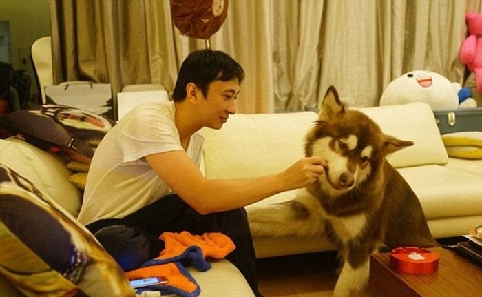 Сын китайского миллиардера подарил своей собаке 8 смартфонов iPhone 7