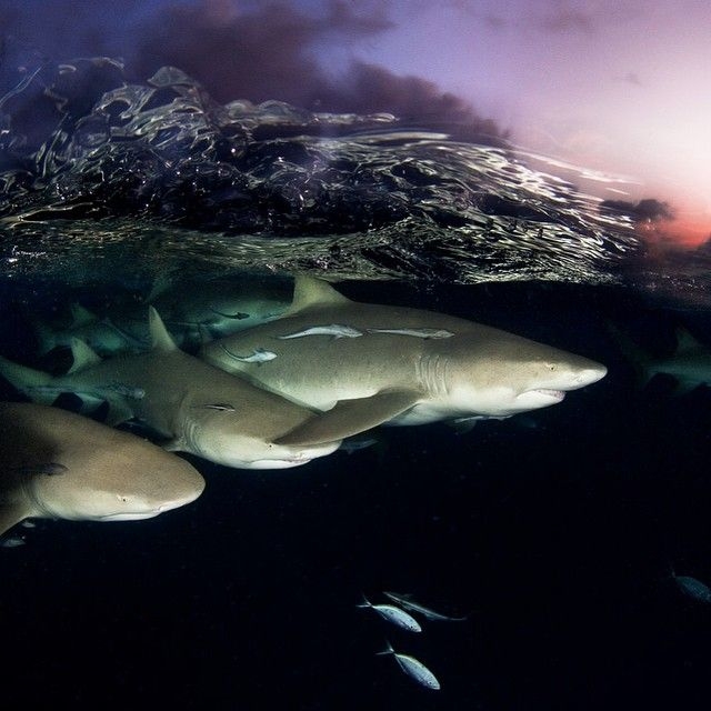   National Geographic  Instagram