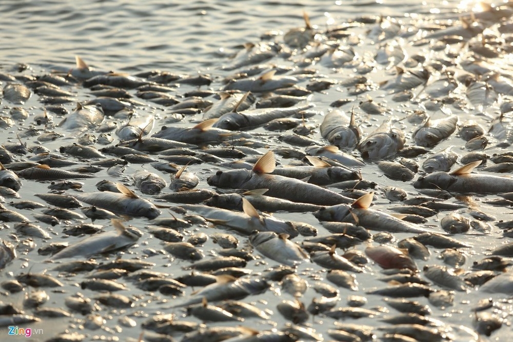 Рыба задохнулась в воде. Дождь из рыбы в Миннесоте 2006.