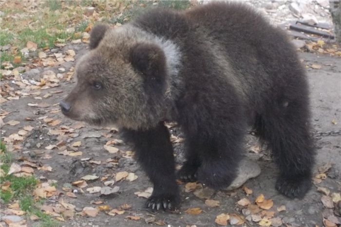 В Красноярском крае медвежонка Машу продают на интернет-аукционе за один ру ...