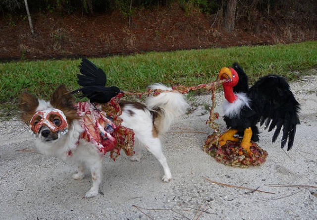 Забавные костюмы собак для Хэллоуина